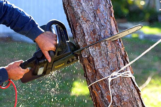 Best Tree Preservation Services  in Pine Bluff, AR