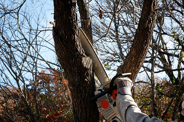 Best Tree Trimming and Pruning  in Pine Bluff, AR