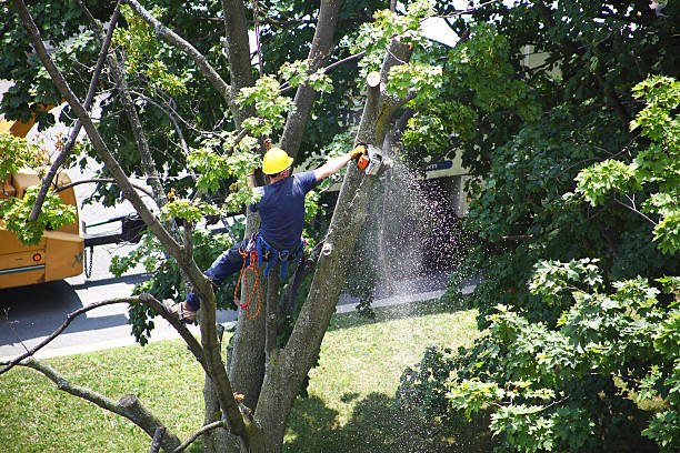 How Our Tree Care Process Works  in  Pine Bluff, AR